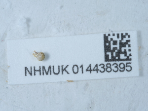  ( - NHMUK014438395)  @11 [ ] Unspecified (default): All Rights Reserved  Unspecified Unspecified