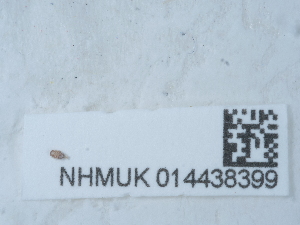  ( - NHMUK014438399)  @11 [ ] Unspecified (default): All Rights Reserved  Unspecified Unspecified