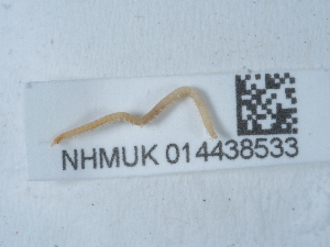  ( - NHMUK014438533)  @11 [ ] Unspecified (default): All Rights Reserved  Unspecified Unspecified