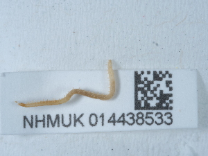  ( - NHMUK014438533)  @11 [ ] Unspecified (default): All Rights Reserved  Unspecified Unspecified