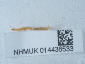  ( - NHMUK014438533)  @11 [ ] Unspecified (default): All Rights Reserved  Unspecified Unspecified