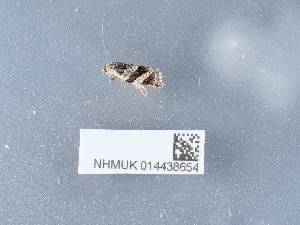  ( - NHMUK014438654)  @11 [ ] Unspecified (default): All Rights Reserved  Unspecified Unspecified