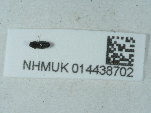  ( - NHMUK014438702)  @11 [ ] Unspecified (default): All Rights Reserved  Unspecified Unspecified