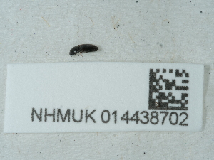  ( - NHMUK014438702)  @11 [ ] Unspecified (default): All Rights Reserved  Unspecified Unspecified