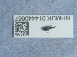  ( - NHMUK014440667)  @11 [ ] Unspecified (default): All Rights Reserved  Unspecified Unspecified