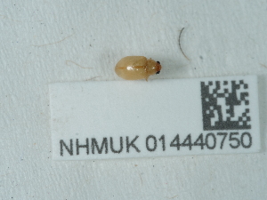  (Longitarsus flavicornis - NHMUK014440750)  @11 [ ] Unspecified (default): All Rights Reserved  Unspecified Unspecified