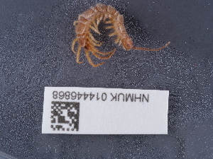  (Lithobius melanops - NHMUK014446868)  @11 [ ] Unspecified (default): All Rights Reserved  Unspecified Unspecified