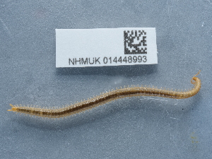  ( - NHMUK014448993)  @11 [ ] Unspecified (default): All Rights Reserved  Unspecified Unspecified