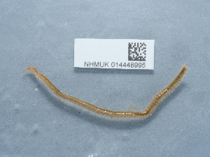  ( - NHMUK014448995)  @11 [ ] Unspecified (default): All Rights Reserved  Unspecified Unspecified