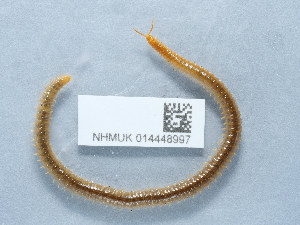  ( - NHMUK014448997)  @11 [ ] Unspecified (default): All Rights Reserved  Unspecified Unspecified