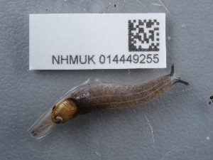  ( - NHMUK014449255)  @11 [ ] Unspecified (default): All Rights Reserved  Unspecified Unspecified