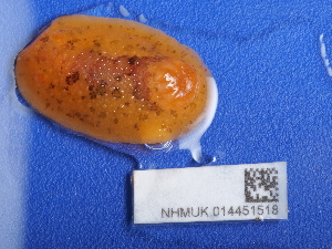  ( - NHMUK014451518)  @11 [ ] Unspecified (default): All Rights Reserved  Unspecified Unspecified