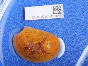  ( - NHMUK014451518)  @11 [ ] Unspecified (default): All Rights Reserved  Unspecified Unspecified