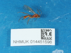 ( - NHMUK014451596)  @11 [ ] Unspecified (default): All Rights Reserved  Unspecified Unspecified