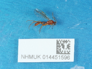  ( - NHMUK014451596)  @11 [ ] Unspecified (default): All Rights Reserved  Unspecified Unspecified