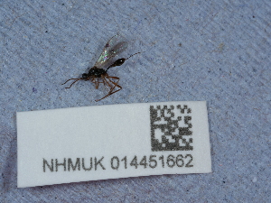  ( - NHMUK014451662)  @11 [ ] Unspecified (default): All Rights Reserved  Unspecified Unspecified