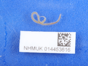  ( - NHMUK014453616)  @11 [ ] Unspecified (default): All Rights Reserved  Unspecified Unspecified