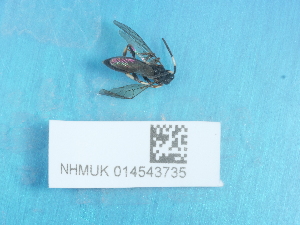  ( - NHMUK014543735)  @11 [ ] Unspecified (default): All Rights Reserved  Unspecified Unspecified