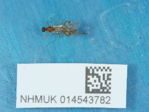  ( - NHMUK014543782)  @11 [ ] Unspecified (default): All Rights Reserved  Unspecified Unspecified