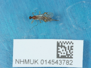  ( - NHMUK014543782)  @11 [ ] Unspecified (default): All Rights Reserved  Unspecified Unspecified