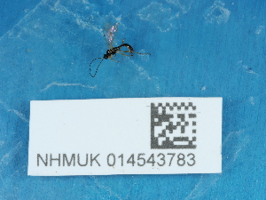  ( - NHMUK014543783)  @11 [ ] Unspecified (default): All Rights Reserved  Unspecified Unspecified