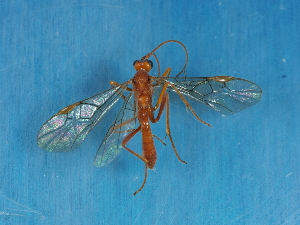  ( - NHMUK014543784)  @11 [ ] Unspecified (default): All Rights Reserved  Unspecified Unspecified