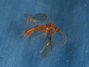  ( - NHMUK014543784)  @11 [ ] Unspecified (default): All Rights Reserved  Unspecified Unspecified