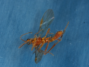  ( - NHMUK014543784)  @11 [ ] Unspecified (default): All Rights Reserved  Unspecified Unspecified