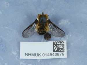  ( - NHMUK014543879)  @11 [ ] Unspecified (default): All Rights Reserved  Unspecified Unspecified