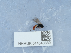  ( - NHMUK014543880)  @11 [ ] Unspecified (default): All Rights Reserved  Unspecified Unspecified