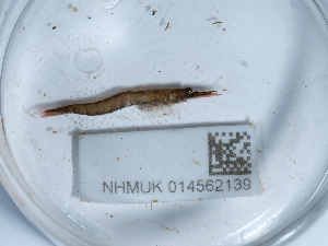  (Praunus neglectus - NHMUK014562139)  @11 [ ] Unspecified (default): All Rights Reserved  Unspecified Unspecified