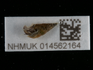  ( - NHMUK014562164)  @11 [ ] Unspecified (default): All Rights Reserved  Unspecified Unspecified