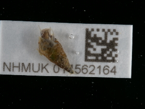  ( - NHMUK014562164)  @11 [ ] Unspecified (default): All Rights Reserved  Unspecified Unspecified