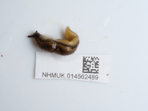  ( - NHMUK014562489)  @11 [ ] Unspecified (default): All Rights Reserved  Unspecified Unspecified