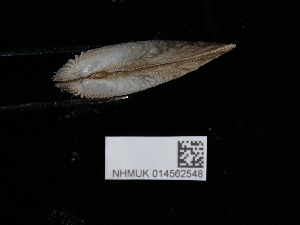  ( - NHMUK014562548)  @11 [ ] Unspecified (default): All Rights Reserved  Unspecified Unspecified