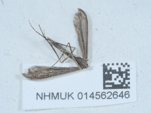  (Euleioptilus tephradactyla - NHMUK014562646)  @11 [ ] Unspecified (default): All Rights Reserved  Unspecified Unspecified