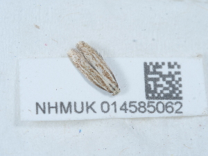  ( - NHMUK014585062)  @11 [ ] Unspecified (default): All Rights Reserved  Unspecified Unspecified