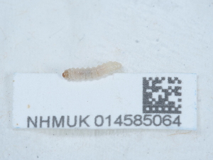  ( - NHMUK014585064)  @11 [ ] Unspecified (default): All Rights Reserved  Unspecified Unspecified