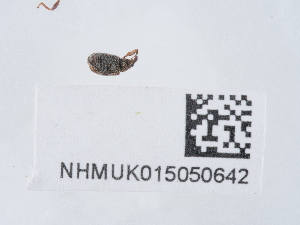  ( - NHMUK015050642)  @11 [ ] Unspecified (default): All Rights Reserved  Unspecified Unspecified