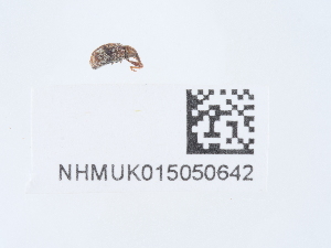  ( - NHMUK015050642)  @11 [ ] Unspecified (default): All Rights Reserved  Unspecified Unspecified