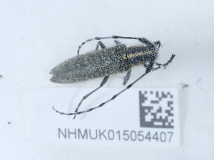  ( - NHMUK015054407)  @11 [ ] Unspecified (default): All Rights Reserved  Unspecified Unspecified