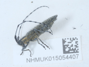  ( - NHMUK015054407)  @11 [ ] Unspecified (default): All Rights Reserved  Unspecified Unspecified