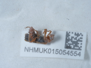  ( - NHMUK015054554)  @11 [ ] Unspecified (default): All Rights Reserved  Unspecified Unspecified