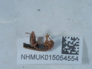  ( - NHMUK015054554)  @11 [ ] Unspecified (default): All Rights Reserved  Unspecified Unspecified