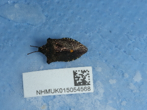  ( - NHMUK015054568)  @11 [ ] Unspecified (default): All Rights Reserved  Unspecified Unspecified