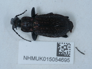  (Carabus granulatus calabricus - NHMUK015054695)  @11 [ ] Unspecified (default): All Rights Reserved  Unspecified Unspecified