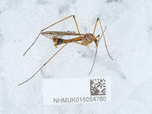  (Tipula variicornis - NHMUK015054760)  @11 [ ] Unspecified (default): All Rights Reserved  Unspecified Unspecified