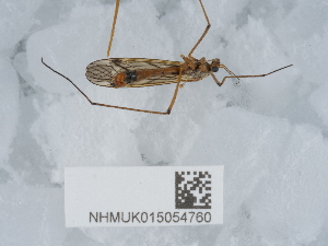  (Tipula variicornis variicornis - NHMUK015054760)  @11 [ ] Unspecified (default): All Rights Reserved  Unspecified Unspecified