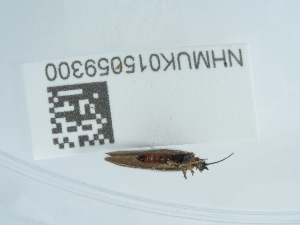  ( - NHMUK015059300)  @11 [ ] Unspecified (default): All Rights Reserved  Unspecified Unspecified