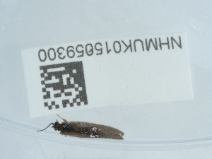  ( - NHMUK015059300)  @11 [ ] Unspecified (default): All Rights Reserved  Unspecified Unspecified